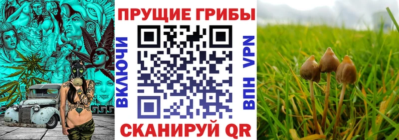 Псилоцибиновые грибы GOLDEN TEACHER  магазин продажи наркотиков  Троицк 